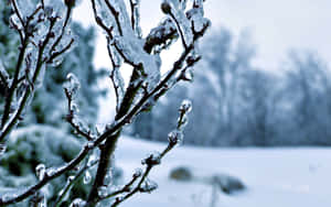白雪皚皚的冬季景觀中覆蓋著冰的冰凍樹枝