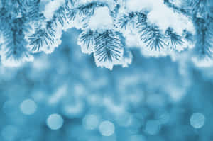 結霜的松樹枝條覆蓋著雪，背景有柔和的藍色散景燈光。