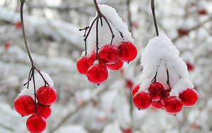 冬日樹枝上沾滿白雪的鮮紅漿果串。 — 美食 壁紙