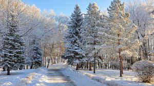晴朗藍天下白雪覆蓋的森林小徑，樹木結霜