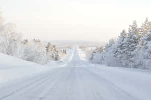 冬季森林中的雪路，樹木覆蓋著霜