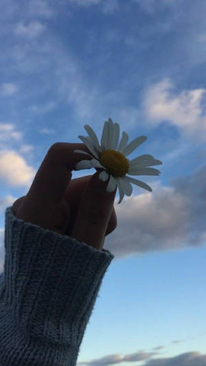 手拿著雛菊，背景是藍天白雲