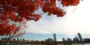 紅色秋葉框住了在水面中倒映的城市天際線。 — 秋天 壁紙