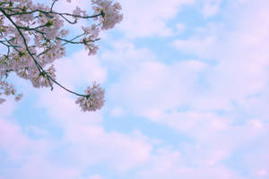 粉紅櫻花在樹枝上，映襯著藍天白雲。 — 向日葵田 壁紙