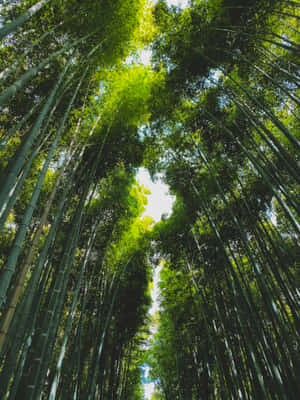 高聳的竹莖在斑駁的陽光下形成一座天然大教堂。