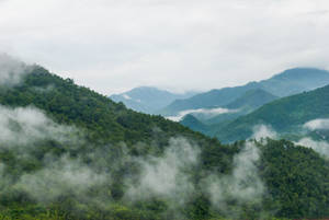 霧氣瀰漫的綠色山脈被森林覆蓋，霧氣在山谷間飄蕩。