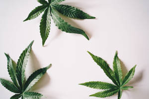 白色背景上三片大麻葉，帶有柔和陰影。