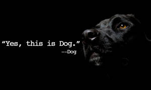 黑狗發光的眼睛和文字引用「Yes this is Dog。」