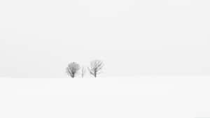 灰色天空下雪地中的兩棵無葉樹。 — 極簡美學 壁紙