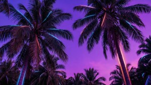 霓虹棕櫚樹在紫色與洋紅色天空下的剪影。 — 霓虹美學 壁紙