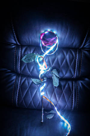 深色皮革沙發上的一朵發光LED玫瑰。