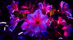 黑暗中帶有電光輪廓的螢光粉紅和紫色發光花朵