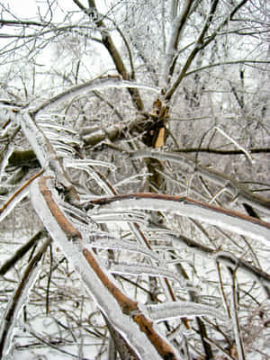 在雪白的冬日景色中，樹枝上覆蓋著厚厚的冰柱。 — 樹 壁紙