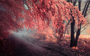 霧中紅樹 — 秋天桌面 壁紙