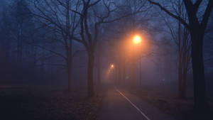 夜晚溫暖街燈照亮霧氣瀰漫的森林小徑。