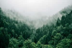 霧氣籠罩的綠色森林，起伏的山丘，多雲的天空 — 森林景色 壁紙