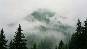 霧氣瀰漫的森林景觀中，松樹環繞的山巒