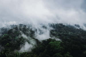 陰天下山脊上的霧林 — 森林景色 壁紙
