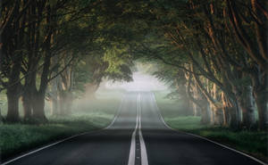 一條蜿蜒的道路穿過霧氣瀰漫的森林，陽光穿過樹木。