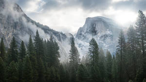 霧氣森林，高聳的松樹和背景中的半圓頂山 — 迷霧森林 壁紙