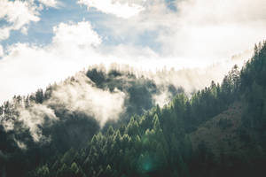 霧氣瀰漫的山林，陽光穿過雲層灑落。 — 迷霧森林 壁紙