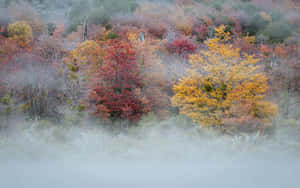 霧林中的秋樹，紅葉和金葉 — 2880x1800 壁紙