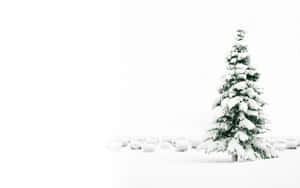 一棵積雪的常青樹在雪白的田野中，天空灰白。