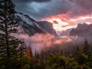 霧氣繚繞的山谷黎明，粉紅色的雲彩和常綠樹木。