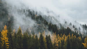 多雲天空下，霧氣繚繞的山林，有常綠樹和金色落葉松。 — 迷霧森林 壁紙