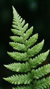 森林環境中，一片茂盛的綠色蕨葉上帶有水珠。 — 綠色美學 壁紙
