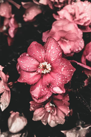 粉紅色芙蓉花，花瓣上有水滴，背景黑暗