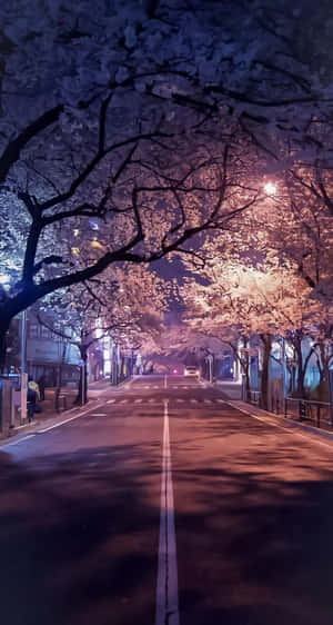 櫻花樹排列在寧靜的夜晚街道兩旁，溫暖的路燈投射出柔和陰影。