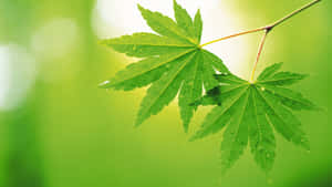兩片綠色楓葉在柔和綠色背景上有水滴。