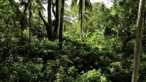 熱帶叢林，有高大的棕櫚樹和茂密的綠色樹葉。 — 美景 壁紙