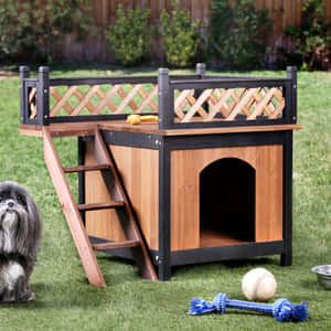 西施犬在木製高架狗屋旁，草地上有玩具。 — 狗 壁紙