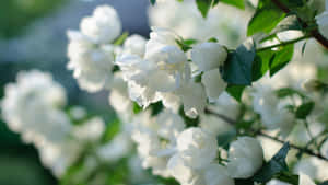 白色茉莉花與綠葉在柔和陽光下