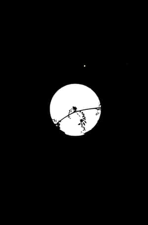 在漆黑的天空中，月光映照下的樹枝剪影，有一顆星星可見。