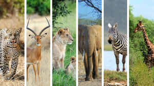 六種非洲動物，包括豹、羚羊、獅子、大象、斑馬和長頸鹿，在自然棲息地中。