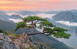 懸崖邊上一棵堅韌的松樹俯瞰著日出時霧氣瀰漫的山間湖泊。 — 樹 壁紙