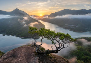 懸崖邊緣一棵扭曲的松樹俯瞰著日出時霧氣瀰漫的湖泊。 — 河景 壁紙