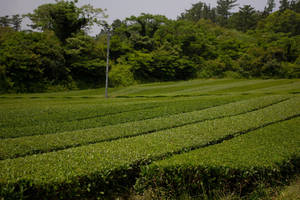 陰天下，森林覆蓋的山坡景觀中一排排綠色茶樹。