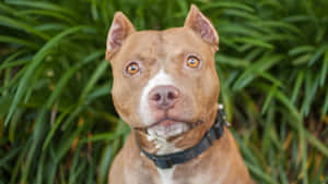 一隻棕色比特犬，擁有琥珀色眼睛和白色斑紋，在戶外平靜地直視鏡頭。