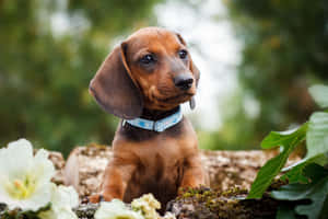 一隻棕色臘腸犬幼犬坐在長滿青苔的木頭上，周圍有白色花朵和綠色樹葉。