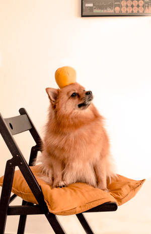 毛茸茸的博美犬坐在有橙色枕頭的椅子上，頭上頂著一個橙色小球。