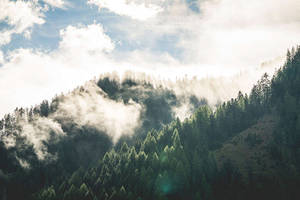 霧氣瀰漫的山林，陽光穿過雲層和松樹照射下來。