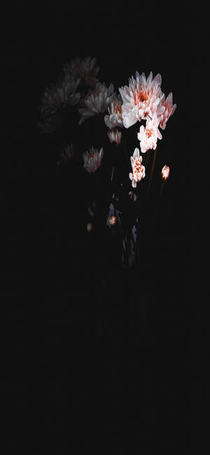 在黑色背景上發光的粉紅色和白色花朵。