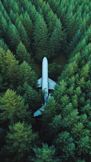 從上方看，白色飛機 nestled 在高大的綠色松樹之間。 — 飛機 壁紙