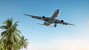 晴朗日子裡，大型飛機飛越熱帶棕櫚樹。 — 旅行 壁紙
