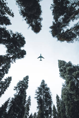 一架飛機在高大的常綠樹密林上空飛行。