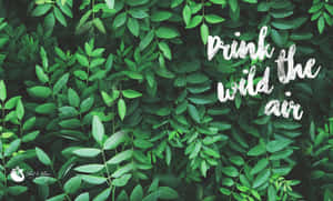 綠色樹葉背景，白色文字寫著 drink the wild air